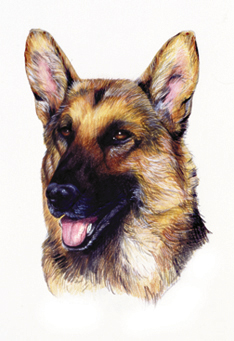 german_shephard_by_lewlerjake