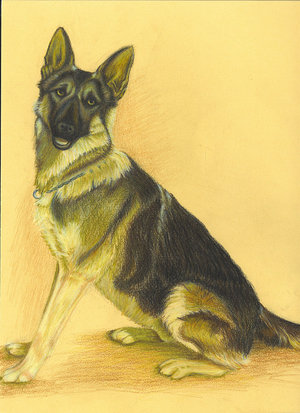 german_shepherd_by_seribusri