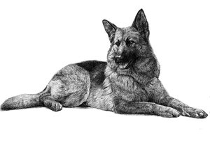 german_shepherd_dog__2_by_arnatornwolf